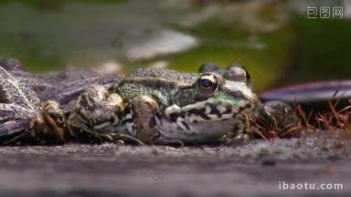 前方是一只青蛙另一只青蛙坐在黑地上