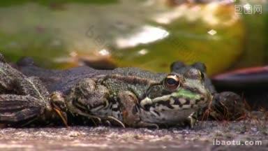 前方是一只青蛙其他的青蛙坐在一个接一个的黑<strong>地板</strong>上