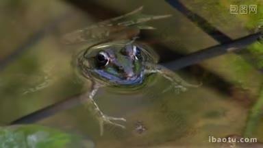 一只青蛙静静地躺在水里，趴在一根小小的芦苇上