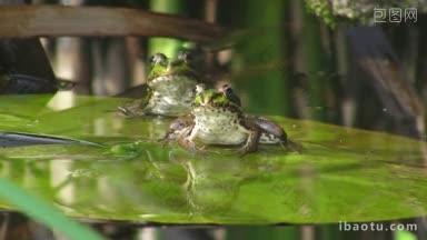 两只青蛙坐在一片黄色的严肃的湖<strong>水上</strong>