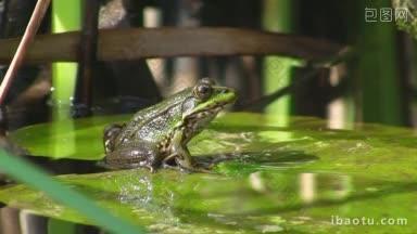 一只青蛙坐在一片绿色的大叶子上，一片安静的溪水里