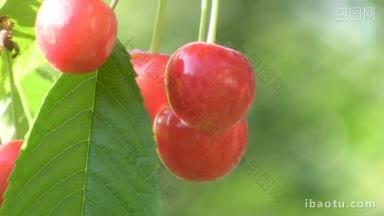 成熟的甜樱桃浆果挂在树上