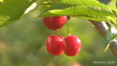 成熟的甜<strong>樱桃</strong>浆果挂在树上