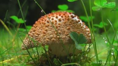 湿草地上<strong>的</strong>蘑菇