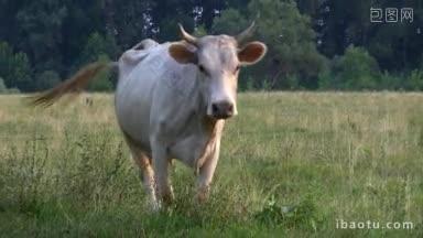 奶牛从牧场回家