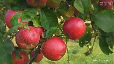 苹果树上长满了红色苹果