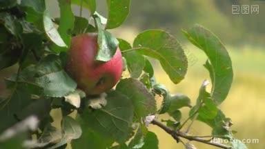 一颗红色熟透的苹果生在苹果树上