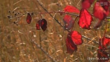 在<strong>秋意</strong>朦胧的阳光下的一根树枝上涂上了红缎带