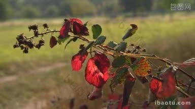 落在秋意朦胧的草地上的红润和干枯的灌木丛