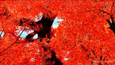 秋天，红色的枫叶从树上飘落