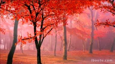 秋天的早晨，红色的枫叶从树上飘落