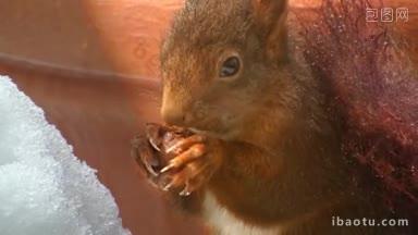 人们在冬天会看到一只松鼠，吃着一颗坚果，躲在花盆后面