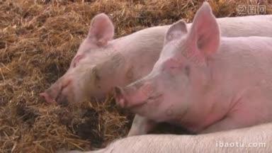 它们在草堆里睡，然后抽着一块小猪
