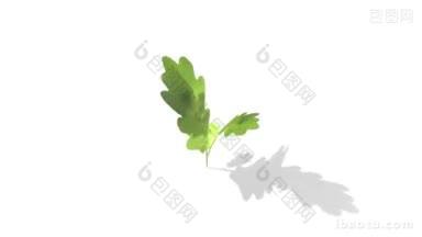 橡树叶生长出白色背景动画