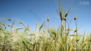 小麦对着蓝天