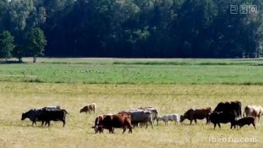 牛牛在草地上吃草