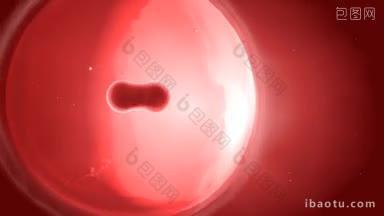 红色背景下的细胞增殖过程