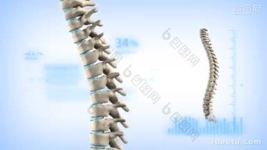 回路中的人体脊柱概念