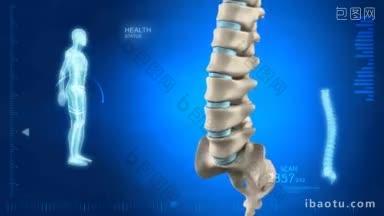 人类脊椎的细节与椎间盘