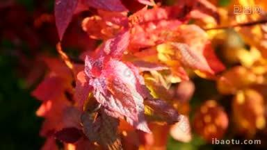 清澈的水滴落在红色的秋叶上