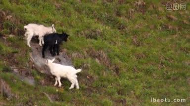 三只山羊在山坡上颠簸