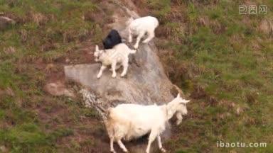 山羊家的妈妈和三只快乐的山羊