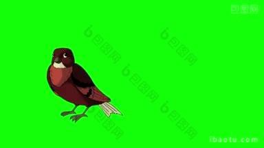 棕色的小鸟飞来飞去，动画运动图形孤立在绿色的屏幕上