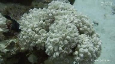 在珊瑚礁中开化珊瑚