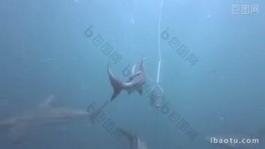 黑尖鲨在鱼饵周围游动