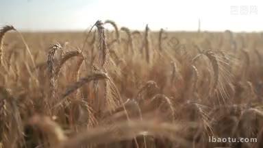 特写金色的麦穗在夕阳的光线下，成熟的麦穗准备在农场收割