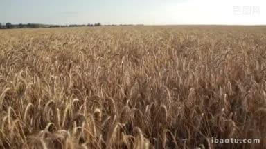 特写金色成熟的小麦穗准备收割在<strong>农场</strong>田野在蓝色的背景金色小麦穗