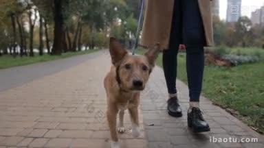 特写可爱的小狗狗带着她的主人走在鹅卵石人行道在秋季公园的低<strong>视野</strong>的年轻