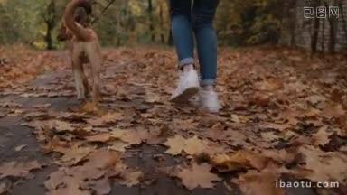 低段的年轻女子和她的<strong>狗狗</strong>在秋天公园小巷慢跑的背影