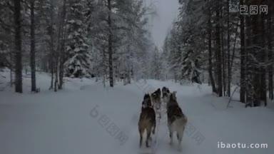 从移动的雪橇到奔跑的哈士奇狗队和芬兰<strong>北部</strong>的冬季<strong>森林</strong>景观旅行
