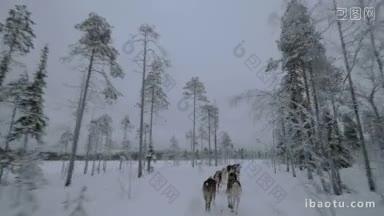 一群哈士奇狗拉着雪橇在冬季森林从移动的雪橇上看