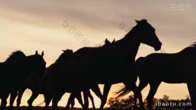 一群野马在粉色的夕阳下穿过黄色的<strong>山丘</strong>