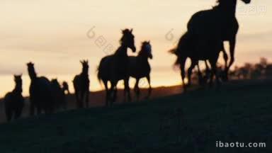 一群野马在<strong>粉色</strong>的夕阳下穿过<strong>黄色</strong>的山丘