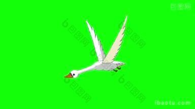 白天鹅飞动画循环运动图形孤立在绿色屏幕上