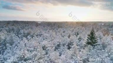 圣诞节期间，北方国家冬季森林的鸟瞰图