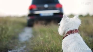 一只悲伤的小狗看着汽车<strong>离开</strong>，它坐在地上