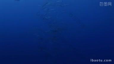 蓝色大海中的鱼群