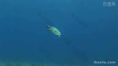 真正的karettschildkr在eretmochelys imbricata hawksbill海龟