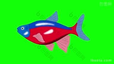 大红蓝色条纹水族馆鱼漂浮在水族馆动画循环运动图形孤立在绿色屏幕