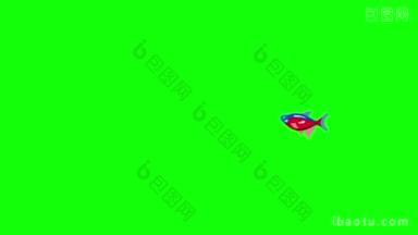 小<strong>红蓝</strong>色条纹水族鱼漂浮在一个水族馆动画循环运动图形孤立在绿色屏幕