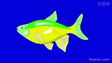 巨大的黄绿色水族鱼漂浮在一个水族馆动画循环运动图形孤立在蓝色屏幕上