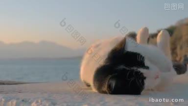 一只黑白相间的猫正躺在一块石头上<strong>玩耍</strong>，她的身后是一片清澈的美景