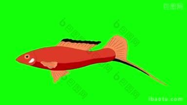 大红色水族鱼漂浮在一个水族馆动画循环运动图形孤立在绿色屏幕