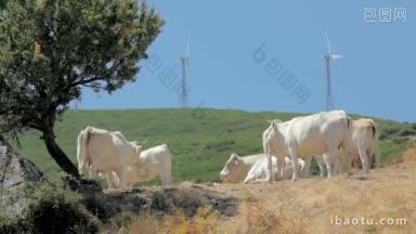 可再生能源的风力涡轮机和意大利撒<strong>丁</strong>岛的奶牛系列
