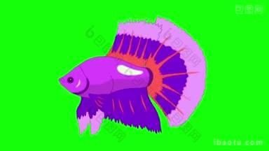 大紫色水族馆小公鸡鱼漂浮在一个水族馆动画循环运动图形孤立在绿色屏幕