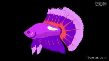 大紫色水族馆小公鸡鱼漂浮在一个水族馆动画循环运动图形与alpha频道